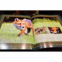 Книга в подарок «Охота»