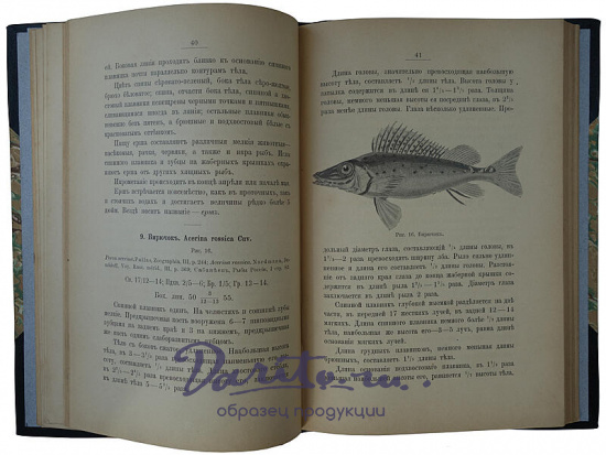 Варпаховский Н. А. Определитель пресноводных рыб Европейской России (Антикварная книга 1898 г.)