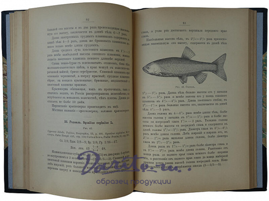 Варпаховский Н. А. Определитель пресноводных рыб Европейской России (Антикварная книга 1898 г.)