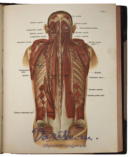 Sobotta J. Атлас описательной анатомии человека (Антикварное издание 1909-1912 гг. в 3 частях)