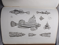 Шмидт П.Ю. Рыбы восточных морей Российской Империи (Антикварная книга 1904г.)