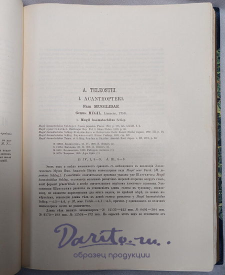 Шмидт П.Ю. Рыбы восточных морей Российской Империи (Антикварная книга 1904г.)