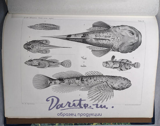 Шмидт П.Ю. Рыбы восточных морей Российской Империи (Антикварная книга 1904г.)