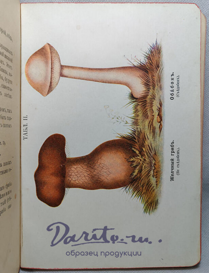 Кайгородов Д. Собиратель грибов (Антикварная книга 1915г.)