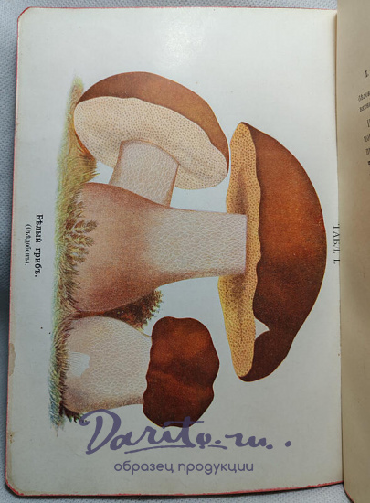 Кайгородов Д. Собиратель грибов (Антикварная книга 1915г.)