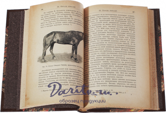 Антикварная книга «Коневодство»