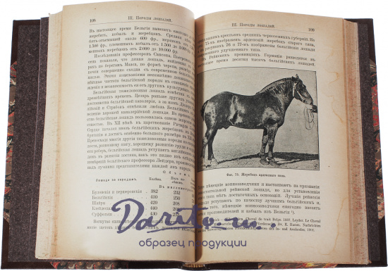 Антикварная книга «Коневодство»