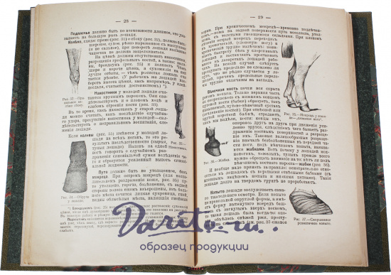 Антикварная книга «Лошадь»
