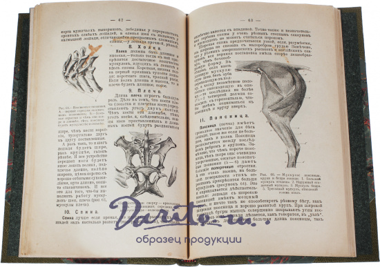 Антикварная книга «Лошадь»