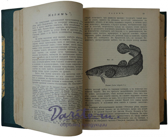 Антикварное издание «Рыбы России. Жизнь и ловля (ужение) наших пресноводных рыб»