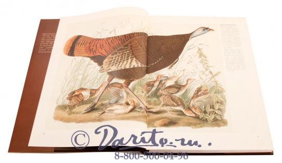 Книга «Птицы Америки»