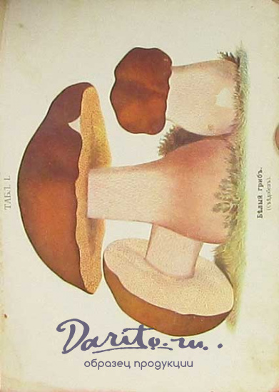 Антикварная книга «Собиратель грибов»