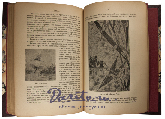 Антикварная книга «Этюды о природе человека»