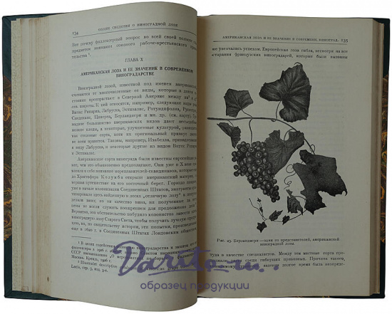 Кротков А.А. Виноградарство (Антикварная книга 1927г.)