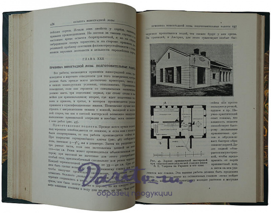 Кротков А.А. Виноградарство (Антикварная книга 1927г.)