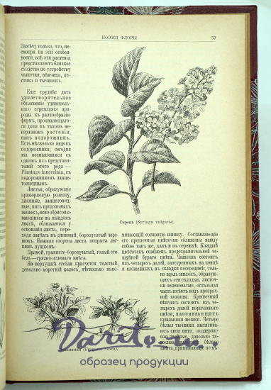 Антикварная книга «ПОЭЗIЯ ФЛОРЫ»